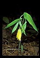 01010-00039-Yellow Flowers-Large Flowered Bellwort.jpg