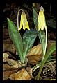 01010-00040-Yellow Flowers-Trout Lily.jpg
