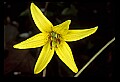 01010-00042-Yellow Flowers-Trout Lily.jpg