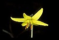 01010-00043-Yellow Flowers-Trout Lily.jpg