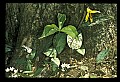 01010-00044-Yellow Flowers-Trout Lily.jpg