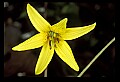 01010-00045-Yellow Flowers-Trout Lily.jpg