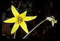 01010-00046-Yellow Flowers-Trout Lily.jpg
