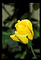 01010-00047-Yellow Flowers-Yellow Climbing Rose.jpg