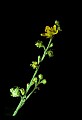 01010-00048-Yellow Flowers-Agrimoniaq.jpg