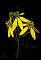 01010-00049-Yellow Flowers-Tall or Green-headed Coneflower.jpg