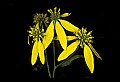 01010-00050-Yellow Flowers-Tall or Green-headed Coneflower.jpg