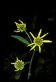 01010-00051-Yellow Flowers-Tall or Green-headed Coneflower.jpg