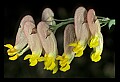 01010-00052-Yellow Flowers-Pale Corydalis.jpg
