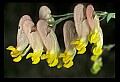 01010-00053-Yellow Flowers-Pale Corydalis.jpg