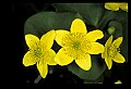 01010-00054-Yellow Flowers-Marsh Marigold.jpg