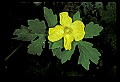 01010-00055-Yellow Flowers-Celenadine Poppy.jpg