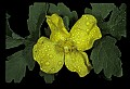 01010-00056-Yellow Flowers-Celenadine Poppy.jpg