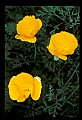 01010-00057-Yellow Flowers-California Poppy.jpg