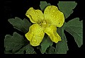 01010-00059-Yellow Flowers-Celenadine Poppy.jpg