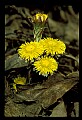01010-00062-Yellow Flowers-Coltsfoot.jpg