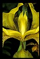 01010-00063-Yellow Flowers-Yellow Iris.jpg
