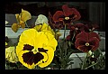01010-00068-Yellow Flowers-Pansy.jpg