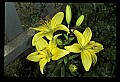 01010-00069-Yellow Flowers-Yellow Lily.jpg