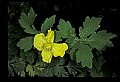 01010-00070-Yellow Flowers-Celandine Poppy.jpg