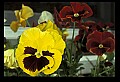 01010-00071-Yellow Flowers-Pansy.jpg