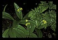 01010-00074-Yellow Flowers-Bluebead Lily.jpg