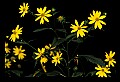 01010-00075-Yellow Flowers.jpg