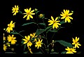 01010-00076-Yellow Flowers.jpg