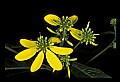 01010-00078-Yellow Flowers-Wild Coreopsis.jpg