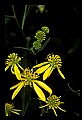 01010-00079-Yellow Flowers-Wild Coreopsis.jpg