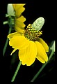 01010-00080-Yellow Flowers-Wild Coreopsis.jpg