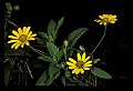 01010-00081-Yellow Flowers.jpg