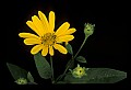 01010-00082-Yellow Flowers.jpg