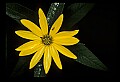 01010-00083-Yellow Flowers.jpg