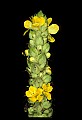 01010-00084-Yellow Flowers-Common Mullein.jpg