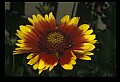 01010-00086-Yellow Flowers-Painted Daisy.jpg