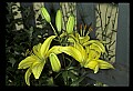 01010-00089-Yellow Flowers-Yellow Lily.jpg