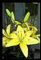 01010-00092-Yellow Flowers-Yellow Lily.jpg