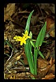 01010-00094-Yellow Flowers-Yellow Stargrass.jpg