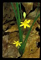 01010-00105-Yellow Flowers-Yellow Stargrass.jpg