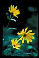 01010-00107-Yellow Flowers-Sunflower.jpg