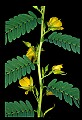 01010-00108-Yellow Flowers-Partridge Pea.jpg