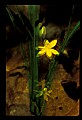 01010-00109-Yellow Flowers-Yellow Stargrass.jpg