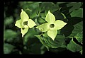 01010-00110-Yellow Flowers-Yellow Dogwood.jpg