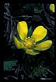 01010-00117-Yellow Flowers.jpg