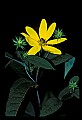 01010-00119-Yellow Flowers.jpg