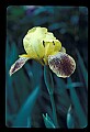 01010-00120-Yellow Flowers-Yellow Iris.jpg