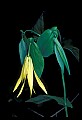 01010-00121-Yellow Flowers-Wild Oats-Sessile Bellwort.jpg