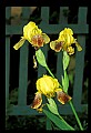 01010-00122-Yellow Flowers-Yellow Iris.jpg