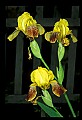 01010-00123-Yellow Flowers-Yellow Iris.jpg